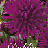 Dahlia Cactus Purple Gem x 3 I .