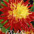 Dahlia Cactus Vuurvogel x 3 I .