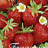 Strawberry x3 I .