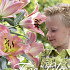 Treelilies Light Pink x3 18/20