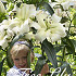 Treelilies White x3 18/20