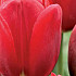 Tulipa 60 x 200 .