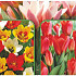 Tulipa 120 x 40 .