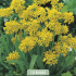Allium Moly x10 5/6