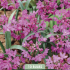 Allium Oreophilum x10 5/+