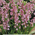 Hyacinthoides Hispanica Pink x5 8/9