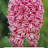 Hyacinthus Pink Pearl x2 14/15
