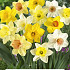 Narcissus Mixed x3 14/16