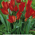 Tulipa Praestans Zwanenburg x5 8/10