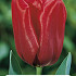 Tulipa Seadov x5 10/11