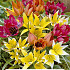 Tulipa Specie Mixed x8 7/8
