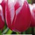 Tulipa Triumph Leen v/d Mark x5 10/11
