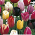 Tulipa Triumph Mix x 5 10/11