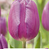 Tulipa Triumph Purple Prince x5 10/11