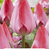 Tulipa Triumph van Eijk x 5 10/11