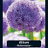 Allium Globemaster x1 20/22