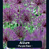 Allium Purple Rain x5 12/14