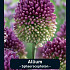 Allium Sphaerocephalon x20 5/6