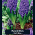 Hyacinthus Delft Blue x5 15/16