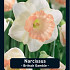 Narcissus British Gamble x5 14/16