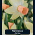 Narcissus Carice x7 12/14