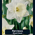 Narcissus Mount Hood x5 14/16