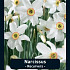 Narcissus Recurvers x5 14/16