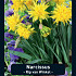Narcissus Rip van Winkle x7 12/+