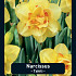 Narcissus Tahiti x5 14/16