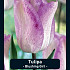 Tulipa Blushing Girl x7 12/+