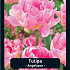 Tulipa Dance Line x7 12/+