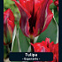 Tulipa Esperanto x7 12/+