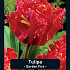 Tulipa Garden Fire 12/+