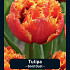 Tulipa Gold Dust x7 12/+