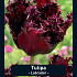 Tulipa Labrador x7 12/+