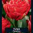 Tulipa Pamplona x7 12/+