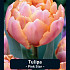 Tulipa Pink Star x7 12/+