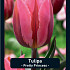 Tulipa Pretty Princess x7 12/+
