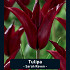 Tulipa Sarah Raven x7 12/+