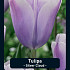 Tulipa Silver Cloud x7 12/+