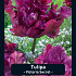 Tulipa Victoria Secret x7 12/+