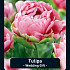 Tulipa Wedding Gift x10 12/+