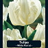 Tulipa White Parrot x7 12/+