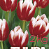 Tulp Leen v/d Mark 2 kg 12/+