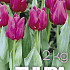 Tulp Purple Prince 2 kg 12/+
