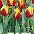 Tulp Rood/Geel 2 kg 12/+