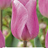 Tulipa Synaede Amor x5 10/11