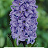 Hyacinthus Delft Blue x2 5/6