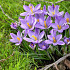 Botanisch Spring Beauty 5/7
