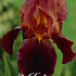 Iris Germanica Ruby Mine x1 I